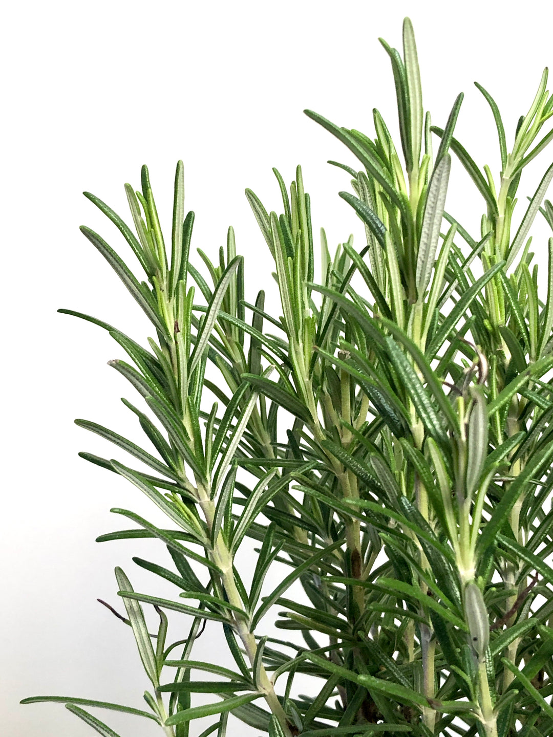 Rosmarinus Officinalis -Rosemary