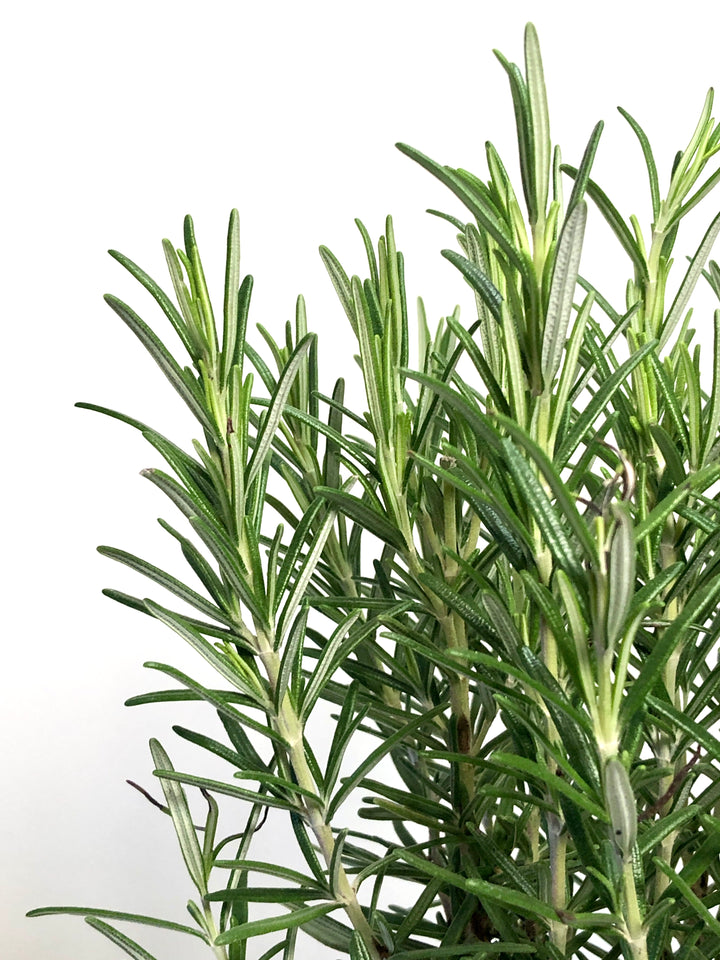 Rosmarinus Officinalis -Rosemary