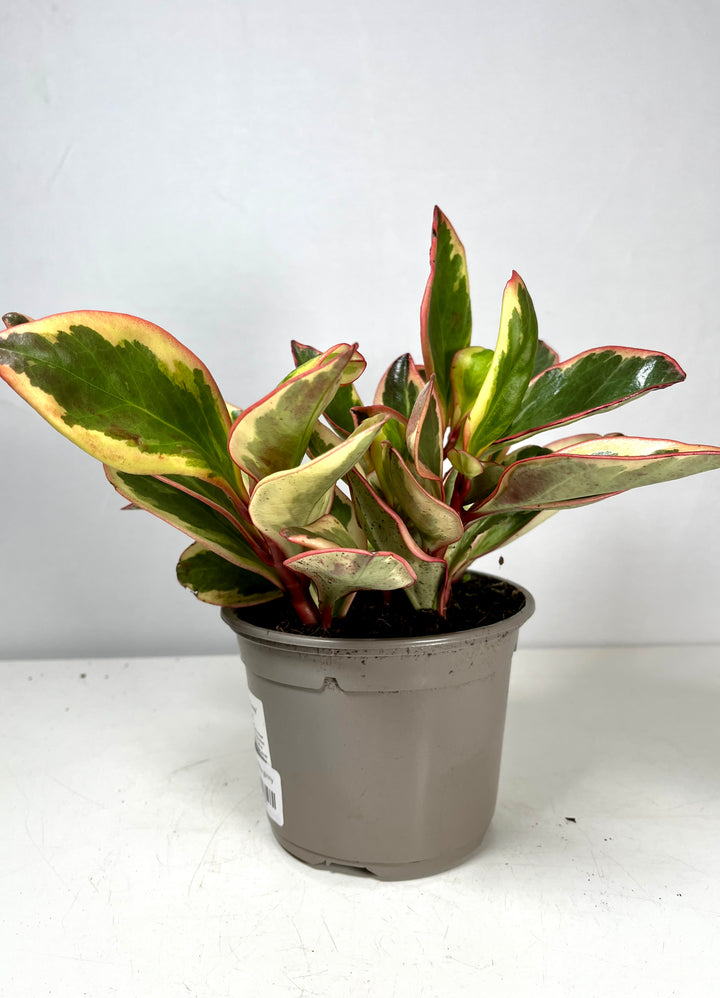 Peperomia Clusifolia Ginny