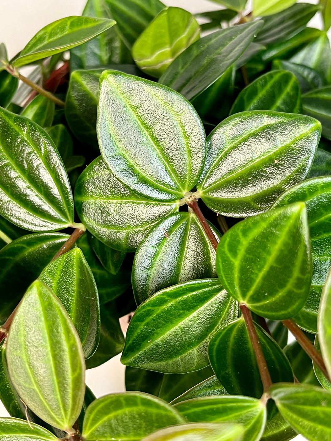 Peperomia Angulata-dark green beetle radiator plant