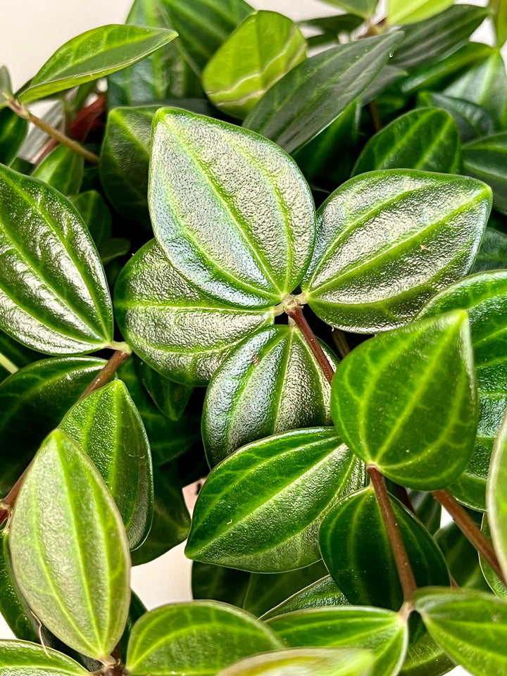 Peperomia Angulata-dark green beetle radiator plant