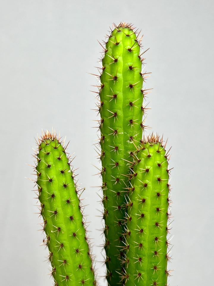 Cleistocactus Samaipatanus