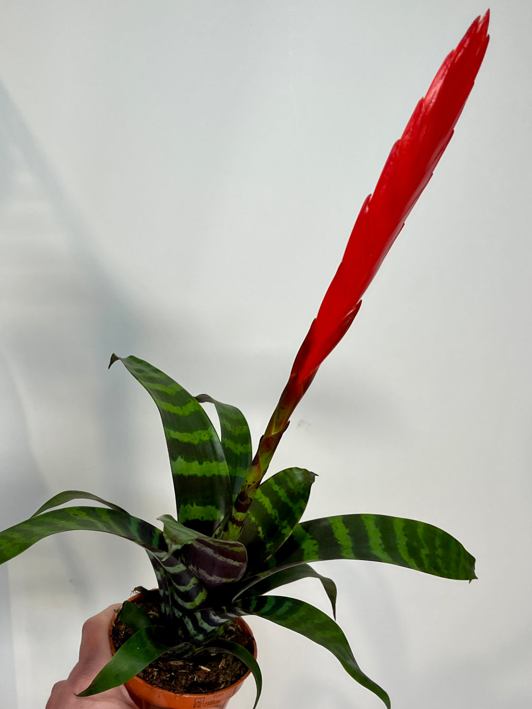 Vriesea ‘Era’ – Flaming Sword Bromeliad