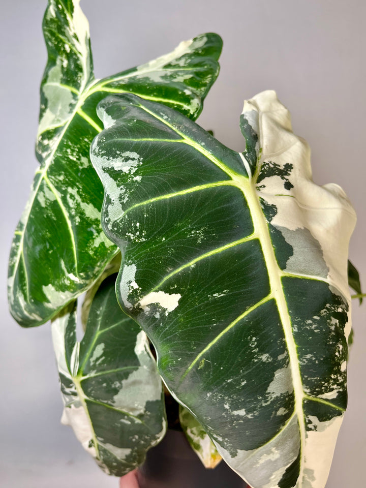 Alocasia Frydek Variegated