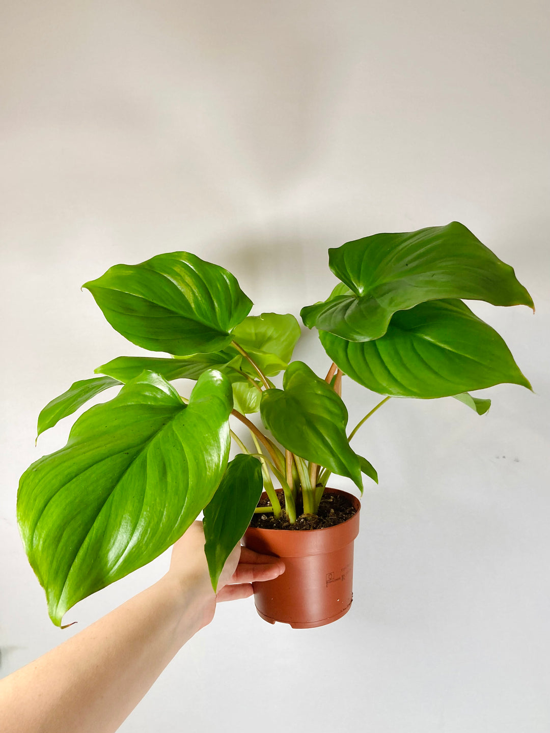 Homalomena Maggy - Shield Plant