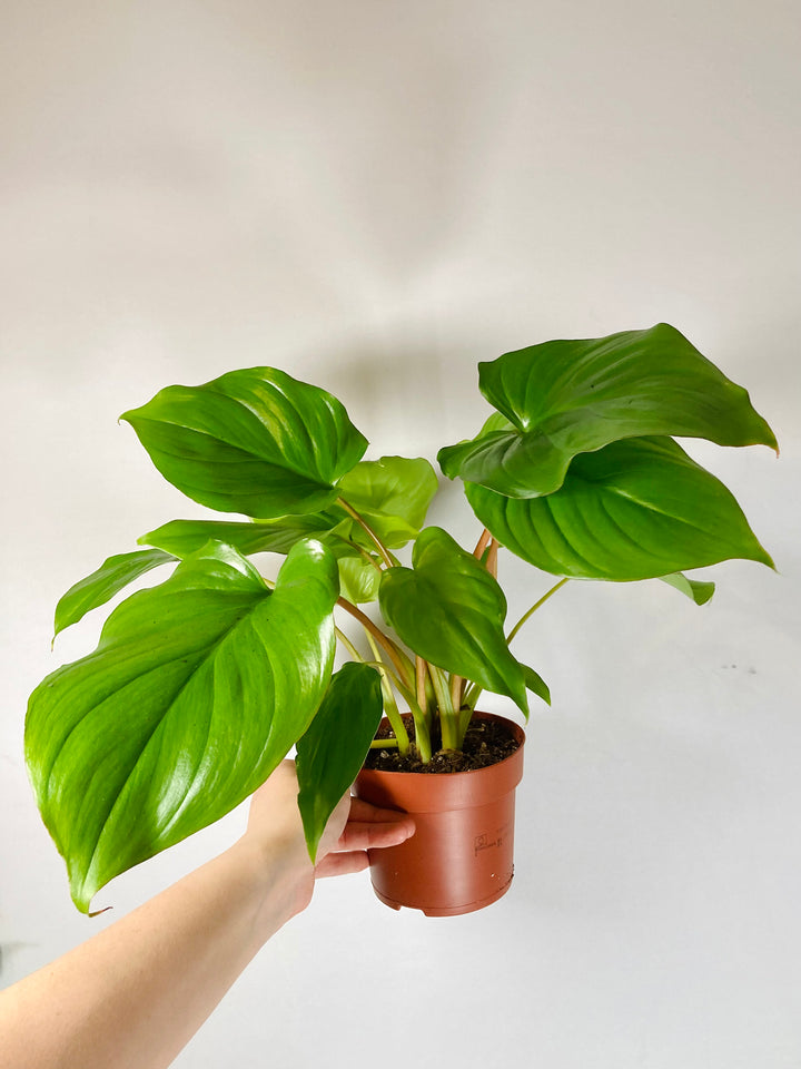 Homalomena Maggy - Shield Plant