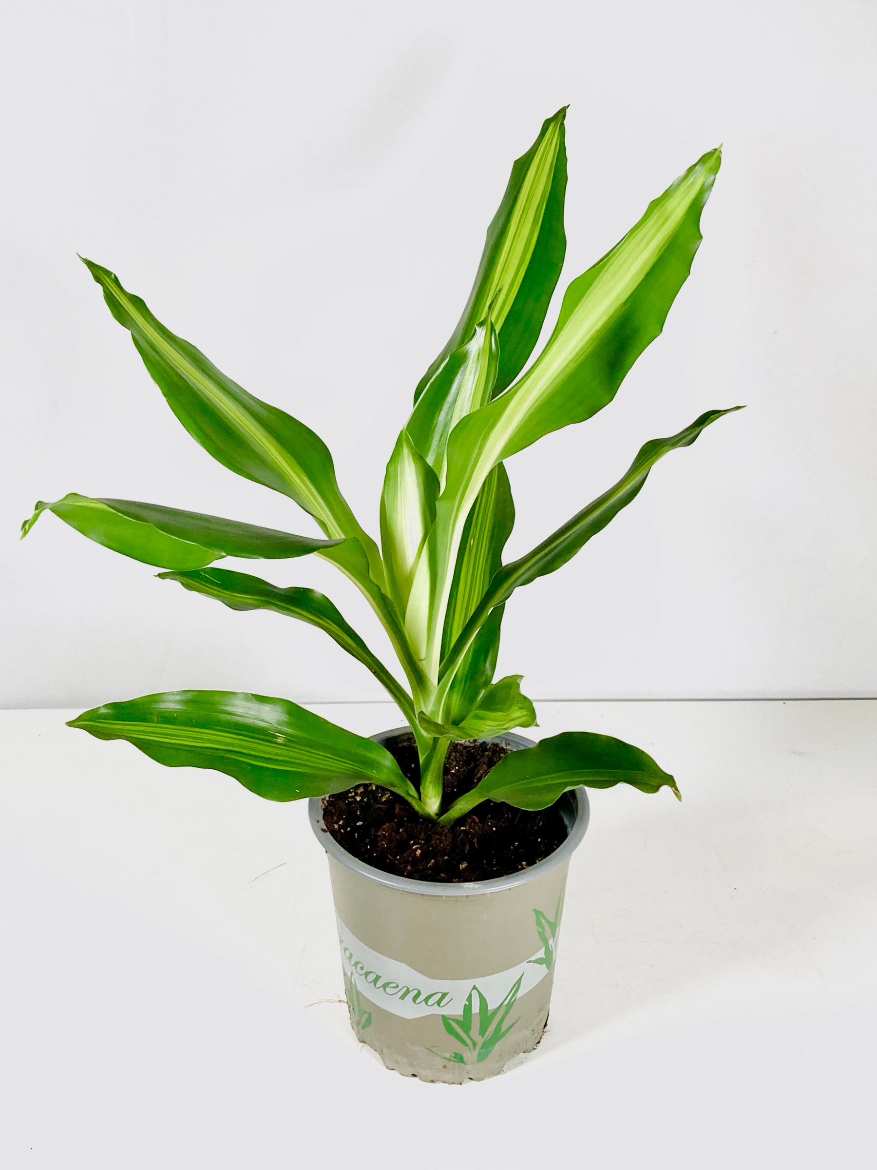 dracaena cintho water Dracaena Cintho – Plant Studio