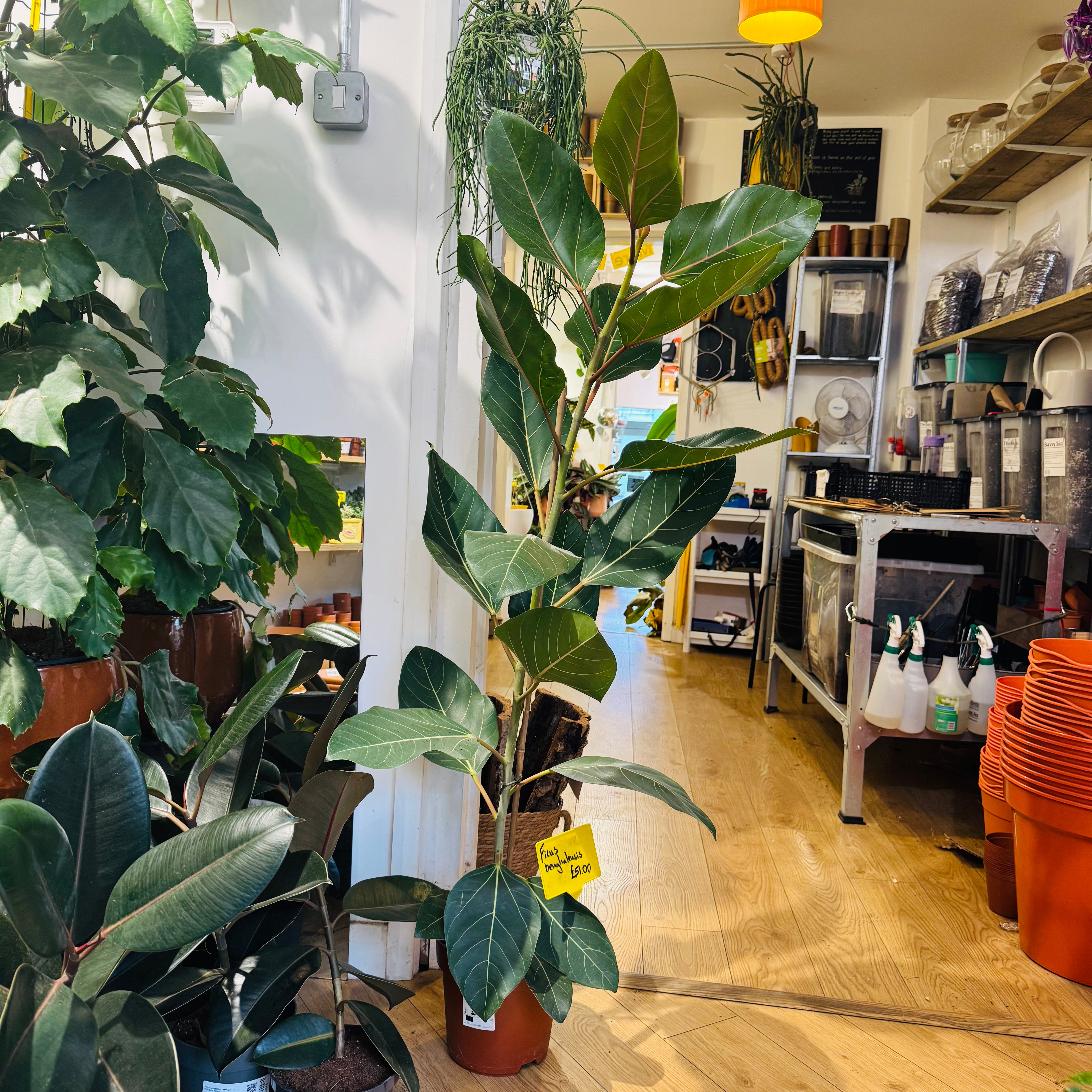 Houseplants