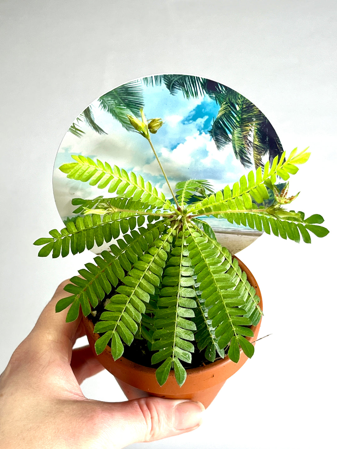 mini palm tree succulent Biophitum Sensitivum