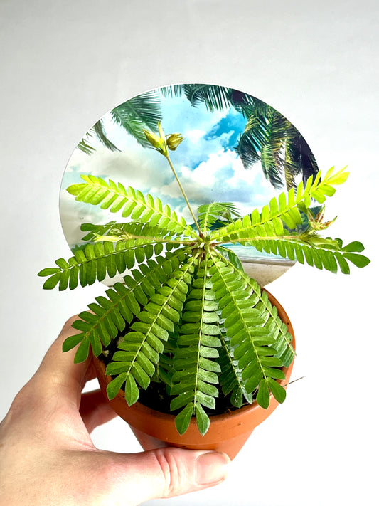 Biophitum Sensitivum - Mini palm tree