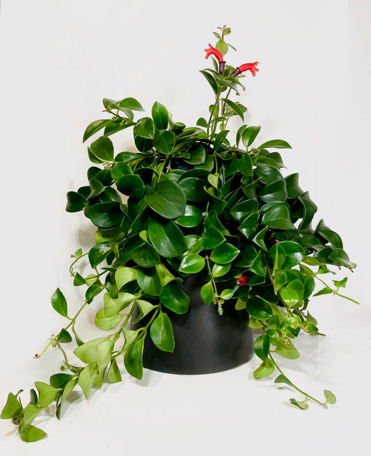 Aeschynanthus Mona Lisa - lipstick plant