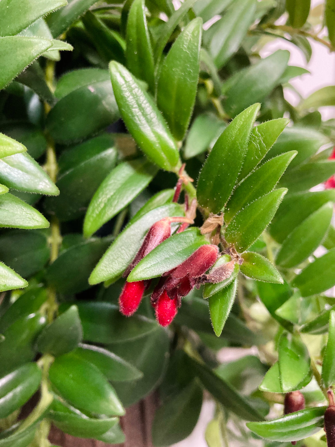 Aeschynanthus Mix - lipstick plant