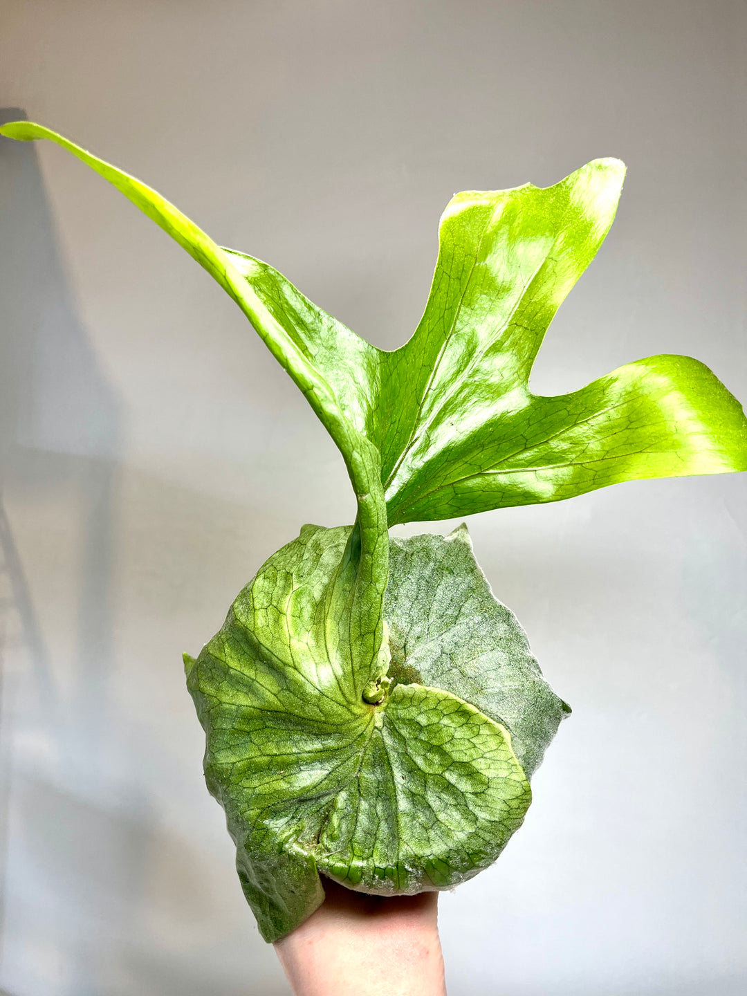 Platycerium Superbum -Giant staghorn fern