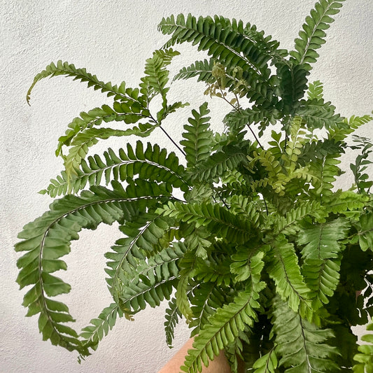 Adiantum ‘Bronze Venus’, - Bronze Venus Maidenhair Fern,