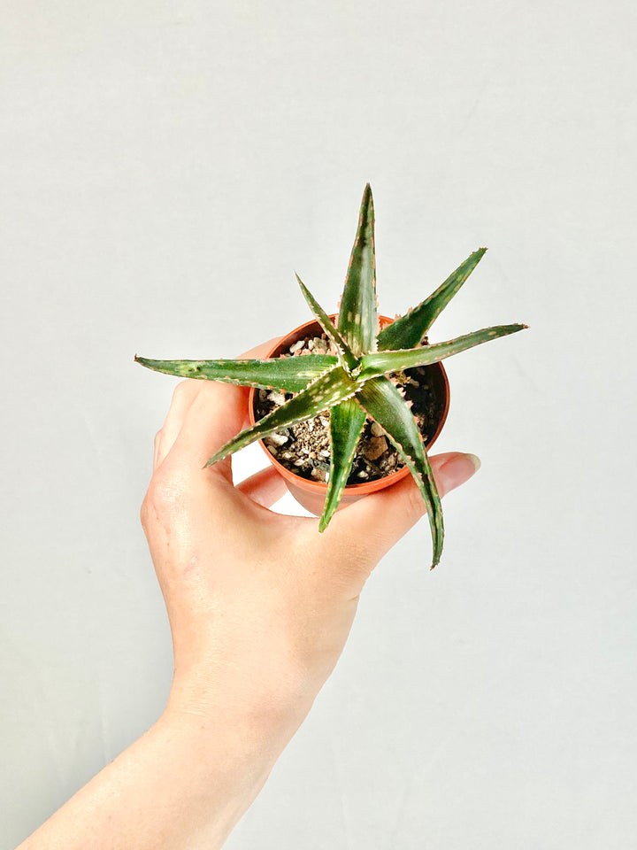 Aloe Dannyz