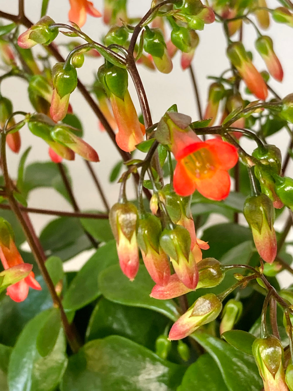 kalanchoe hanging plant Kalanchoe Mirabella – Plant Studio