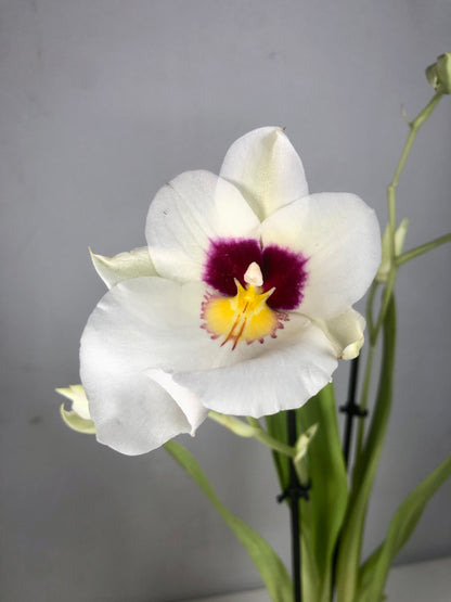 Miltoniopsis Herralexandre Orchid