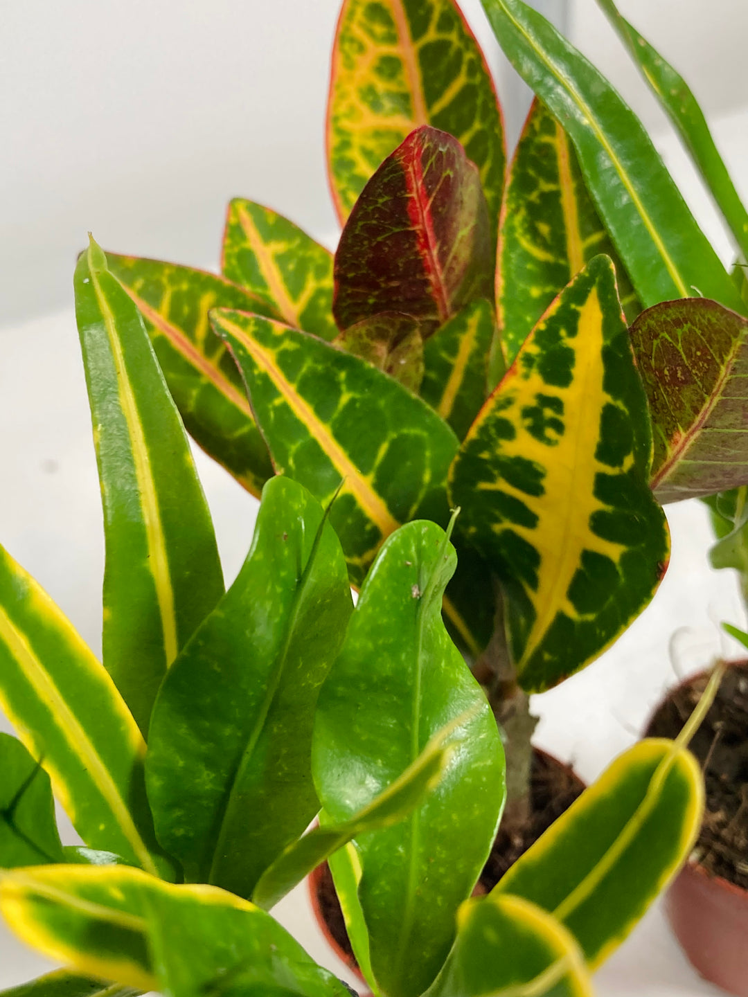Mini Codiaeum tree