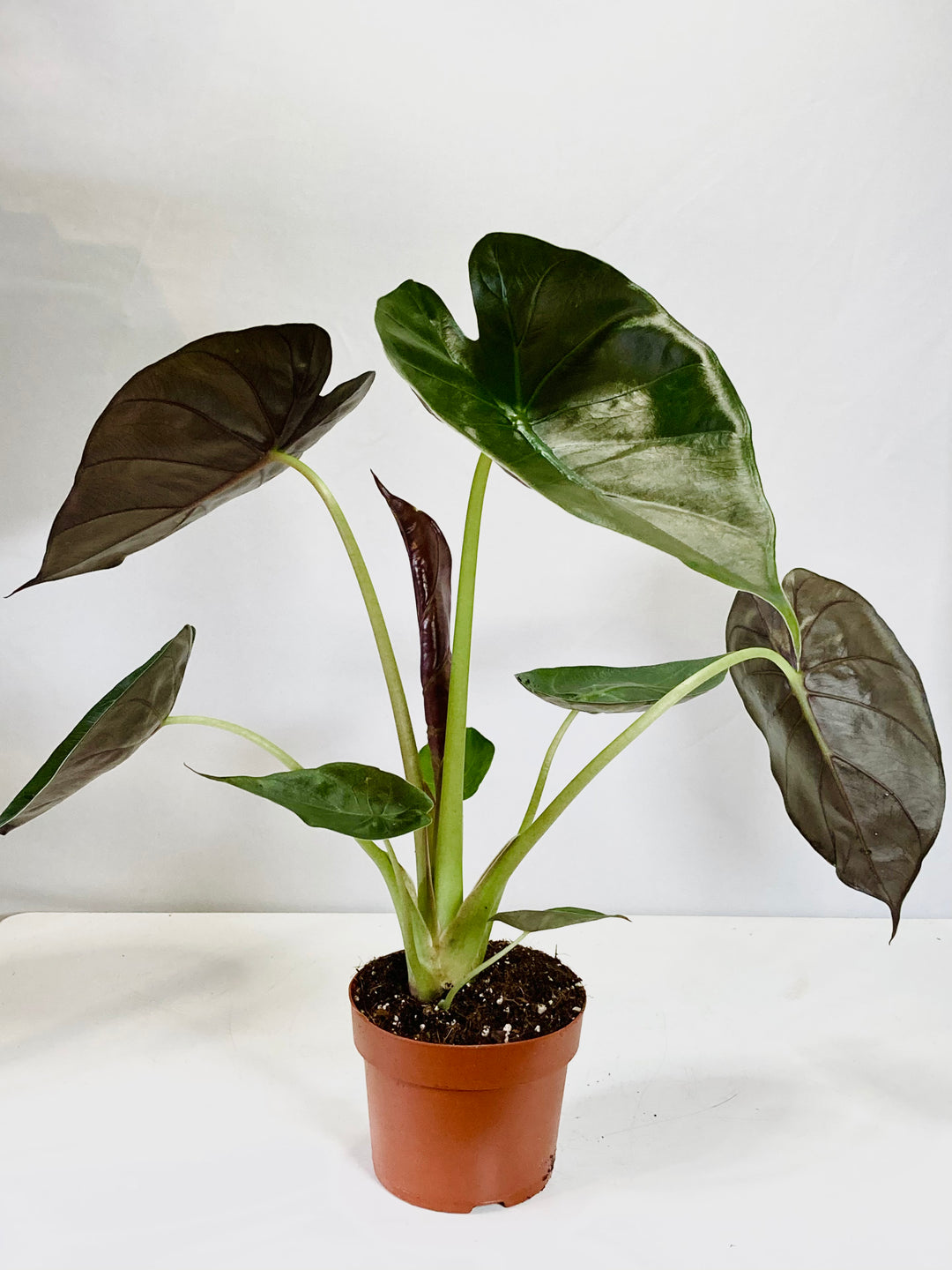 Alocasia Wentii