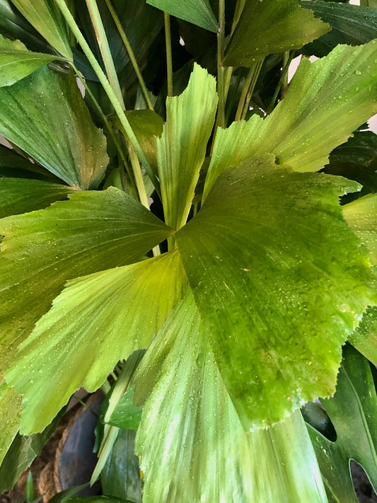 Caryota Mitis - fishtail palm