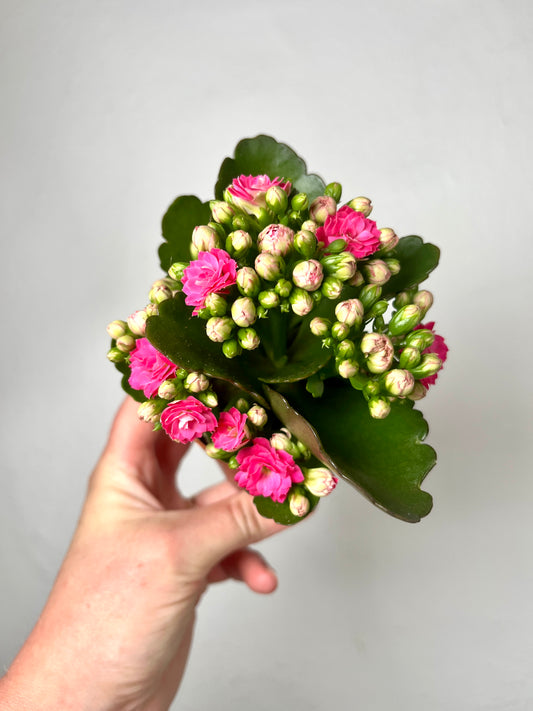 Kalanchoe blossfeldiana 'Don Nando' - pink flaming katy