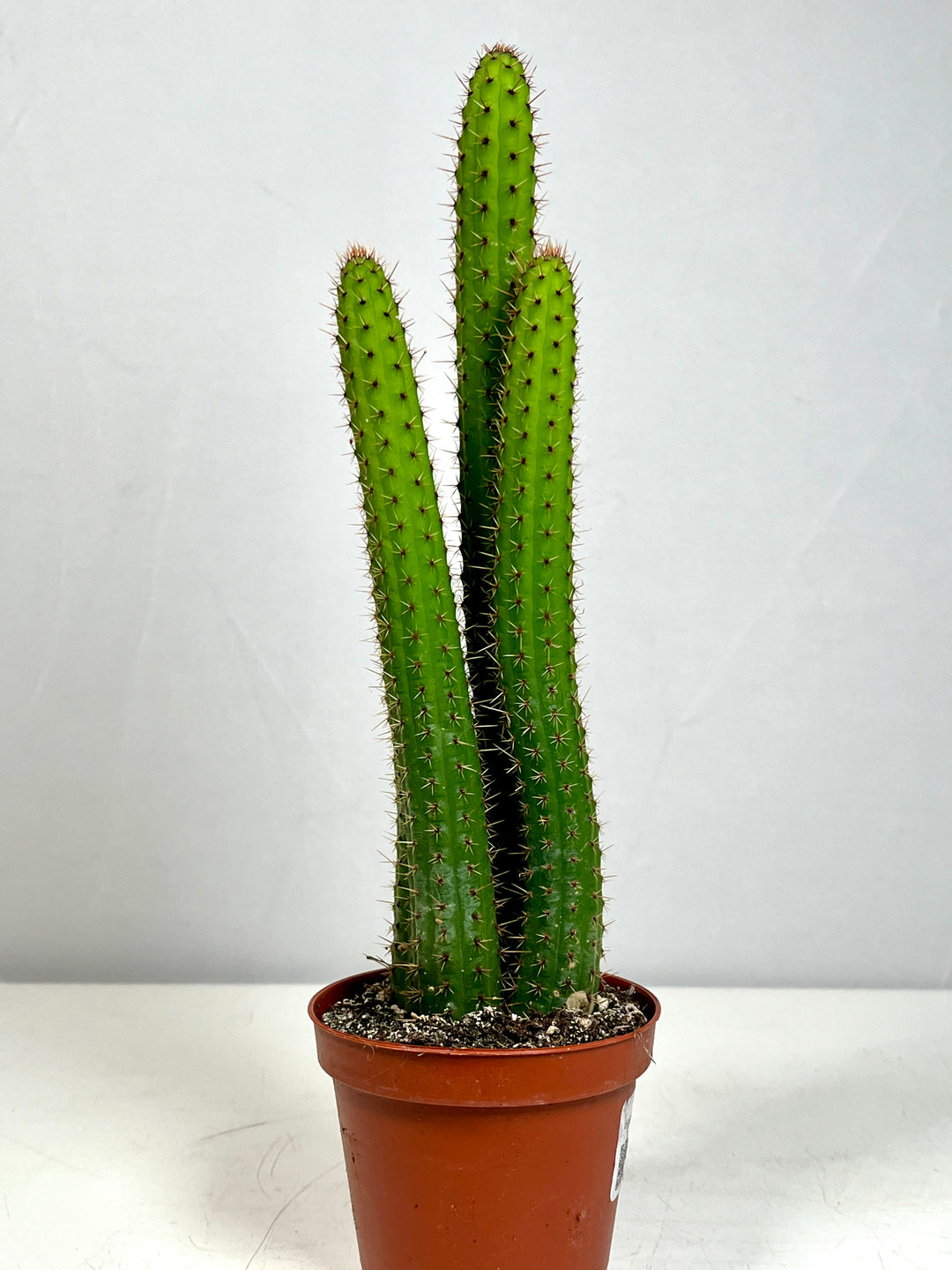 Cleistocactus Samaipatanus