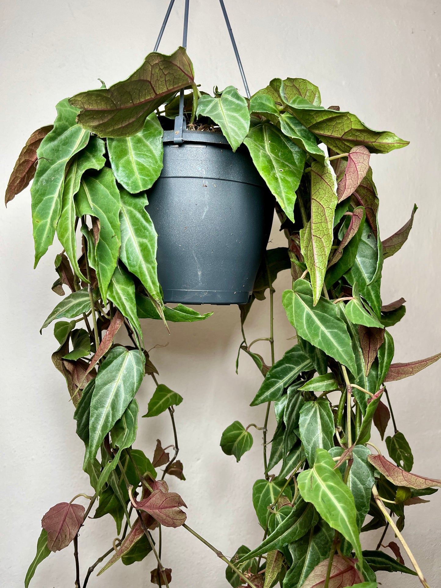 Parthenocissus ‘Amazonica’ – Indoor Jungle Vine