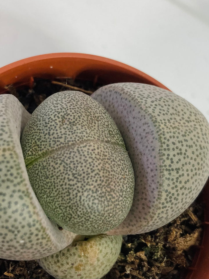 Pleiospilos Nelii - Living rock living stone