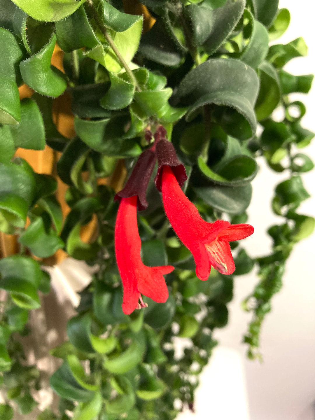 Aeschynanthus Rasta