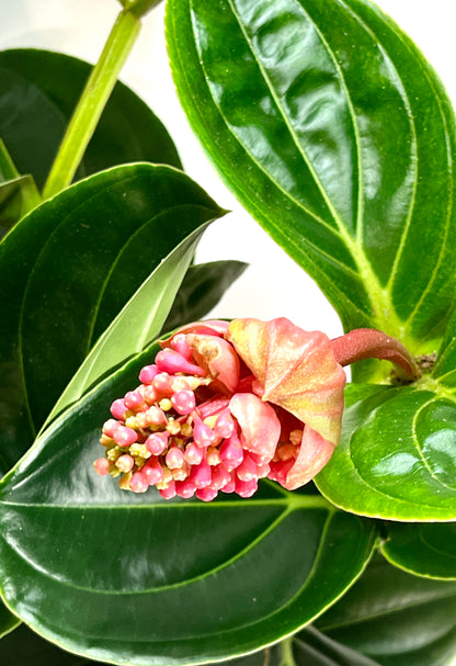 Medinilla Lambada