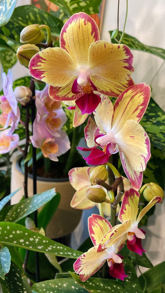 Phalaenopsis - orchid mini mix