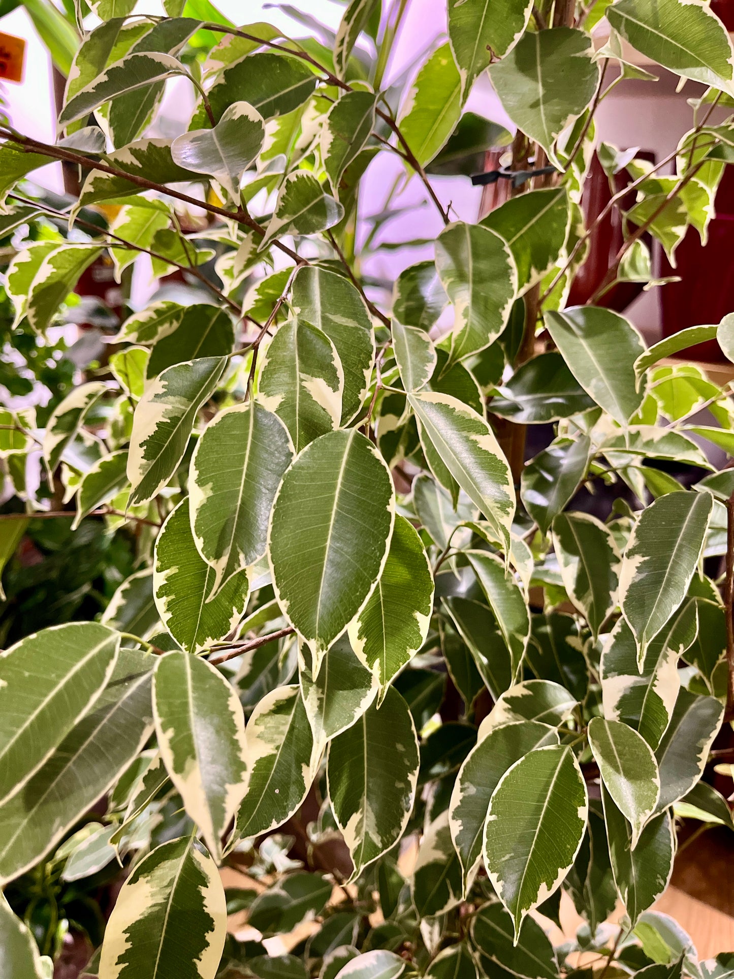 Ficus Benjamina Golden King - Weeping fig