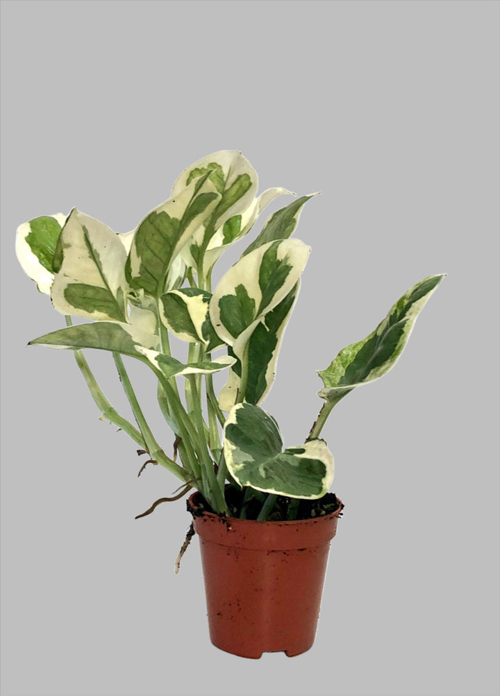 Epipremnum 'n'joy' pothos