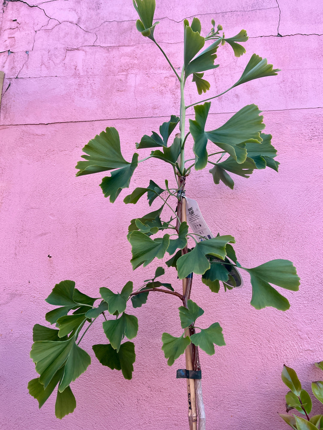 Ginkgo biloba maidenhair tree