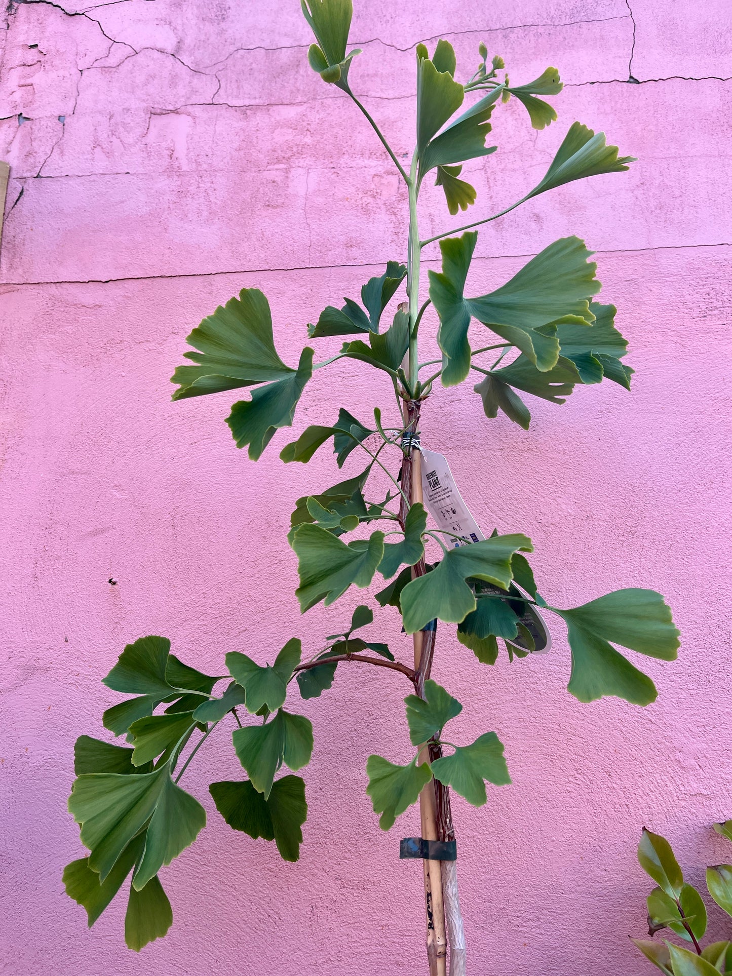 Ginkgo biloba maidenhair tree