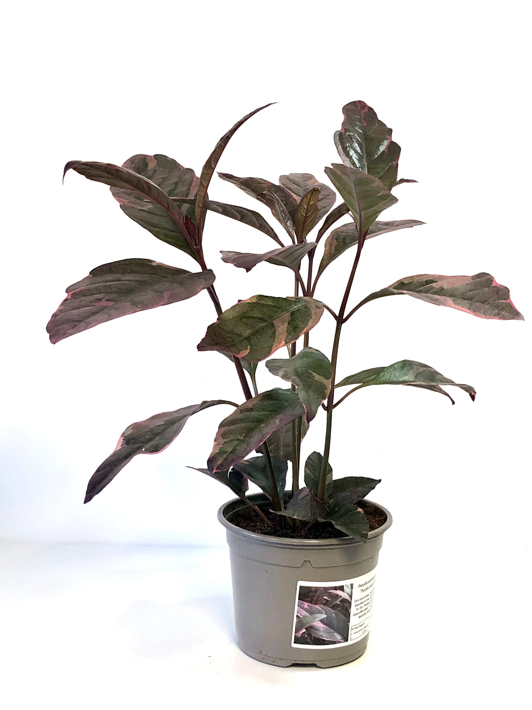 Pseuderanthemum Tropicana Red
