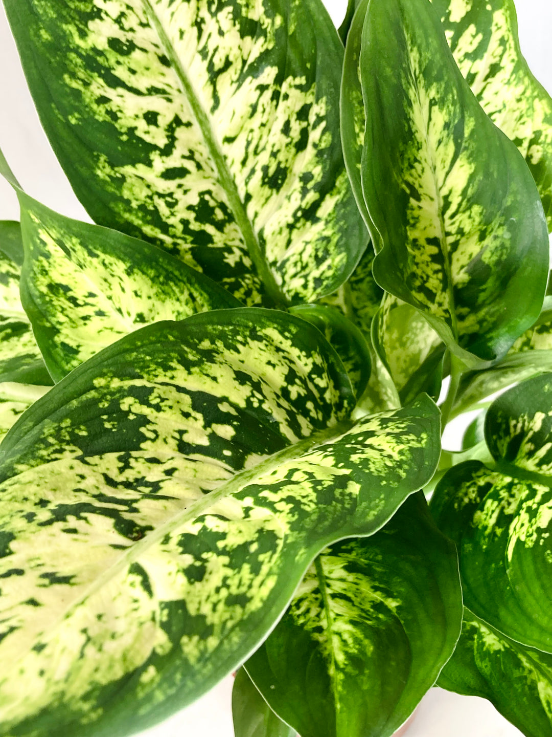 dieffenbachia camilla compacta Dieffenbachia 'Camilla'