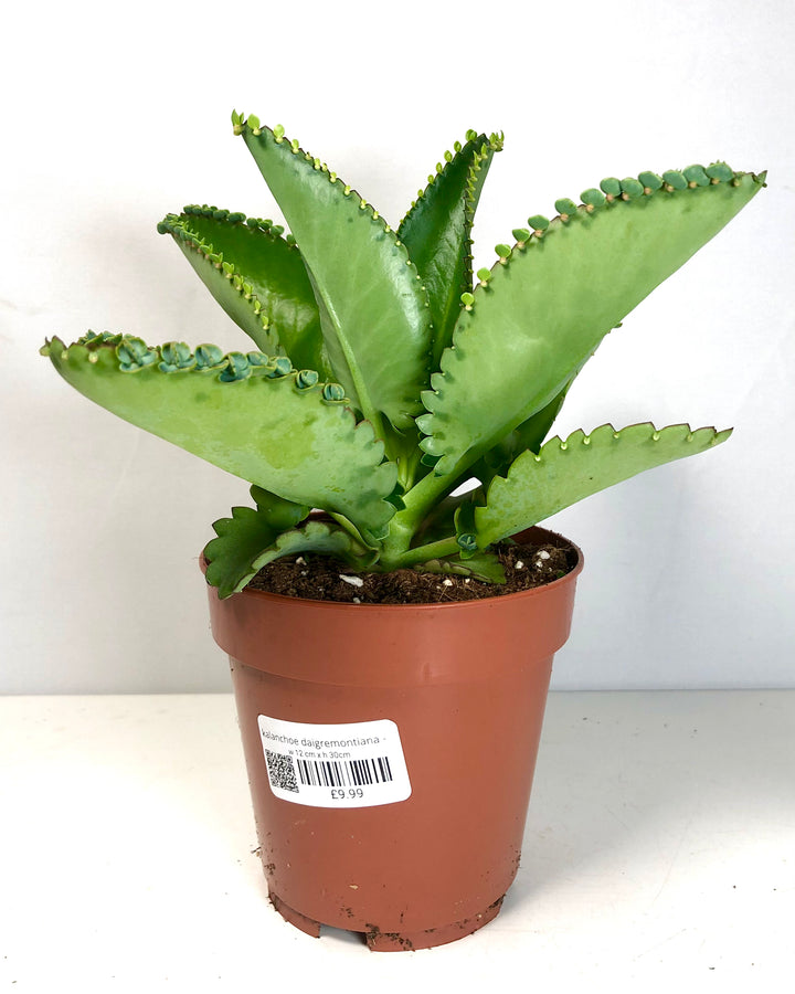 Kalanchoe  laetivirens - Mother of thousands