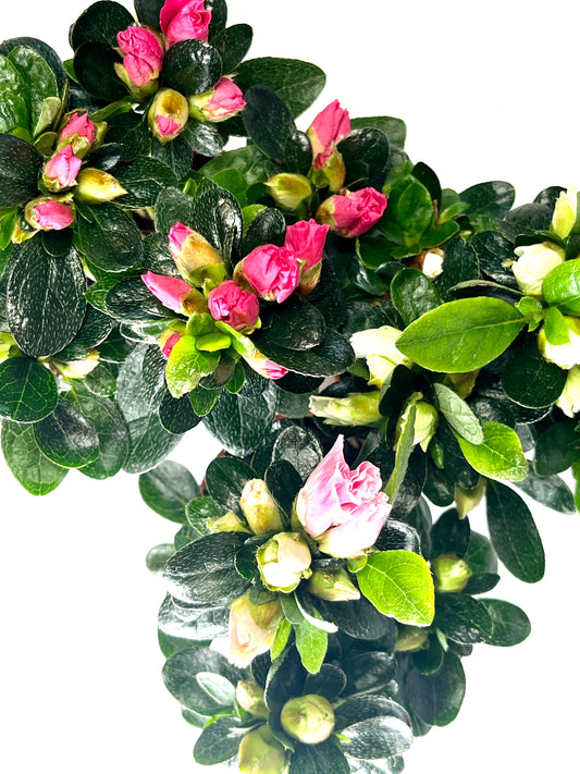 Rhododendron mini mix