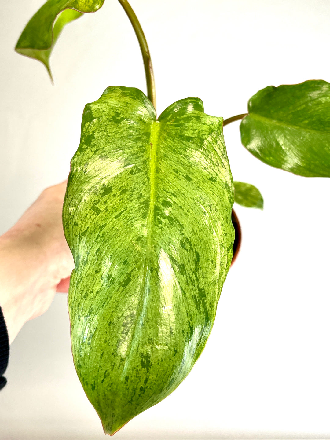 Philodendron Paraiso Verde
