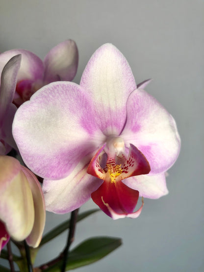 Phalaenopsis Mymonro - orchid mini