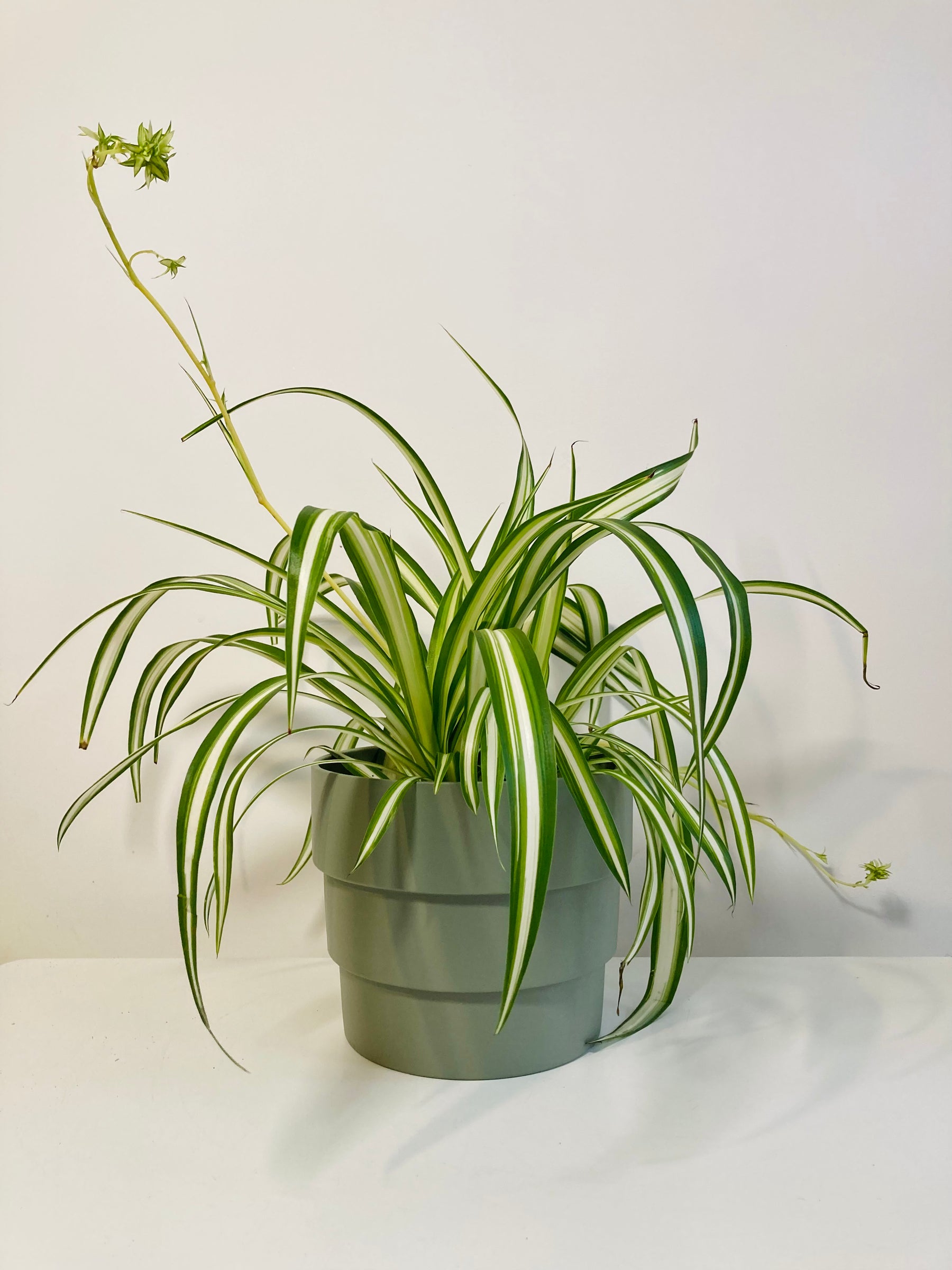 spider plant lucky Chlorophytum lucky dip