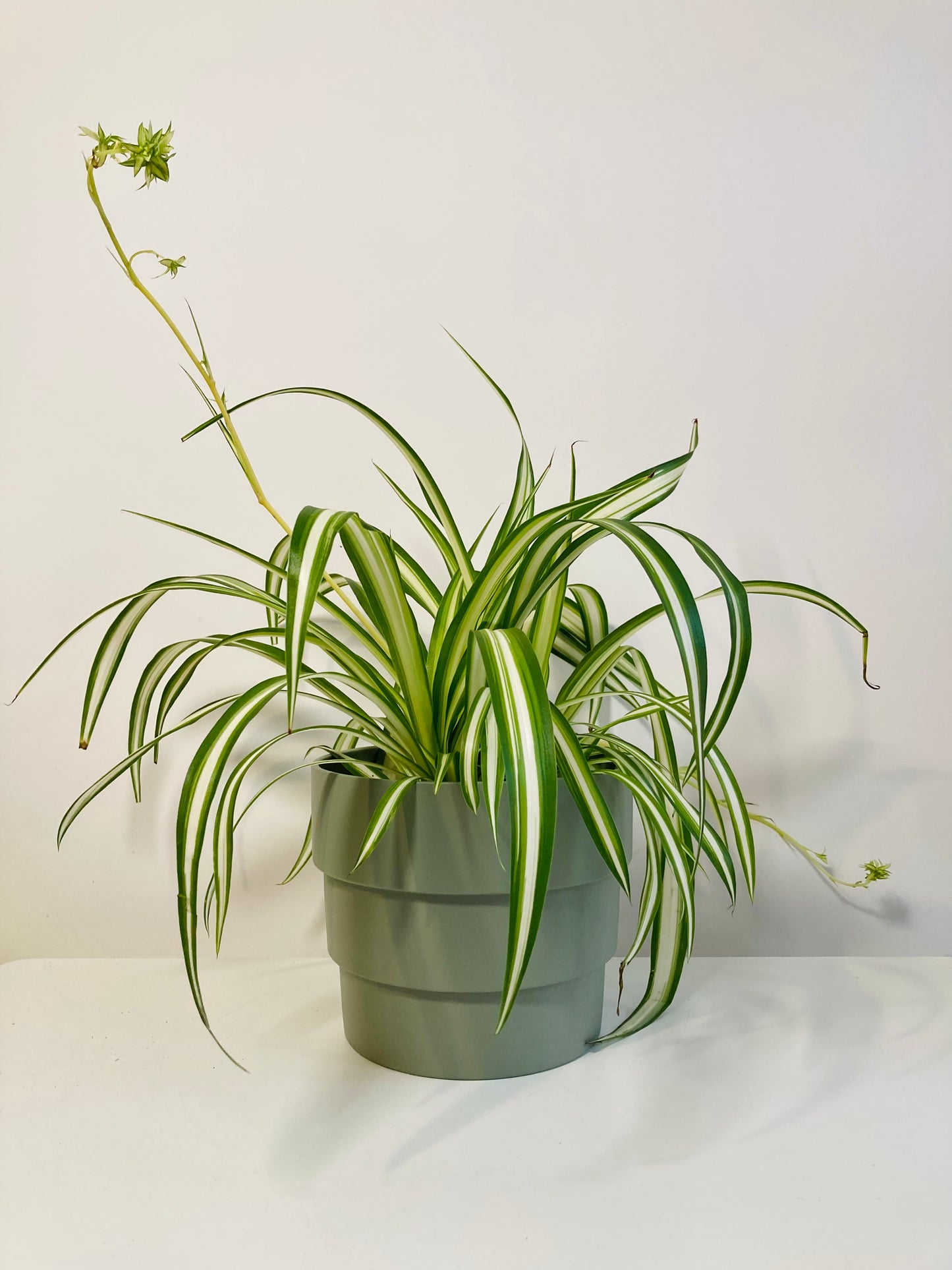 Chlorophytum - Spider plant