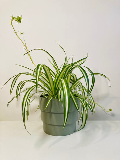 Chlorophytum - Spider plant