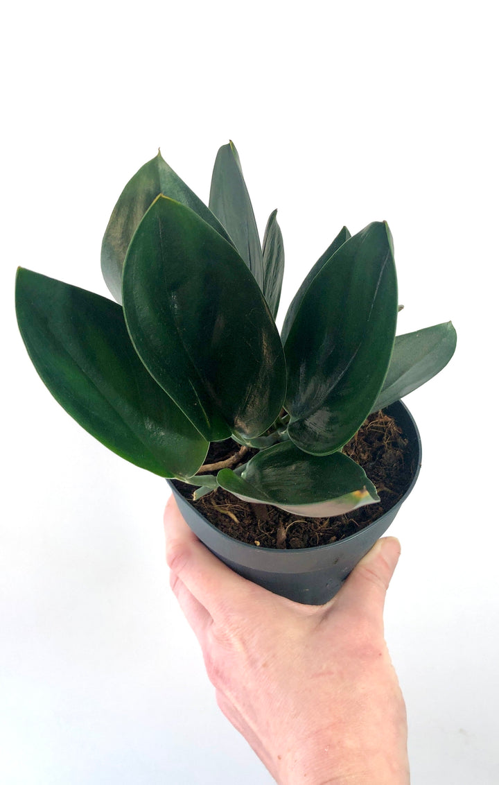 Scindapsus 'treubii' Dark Form
