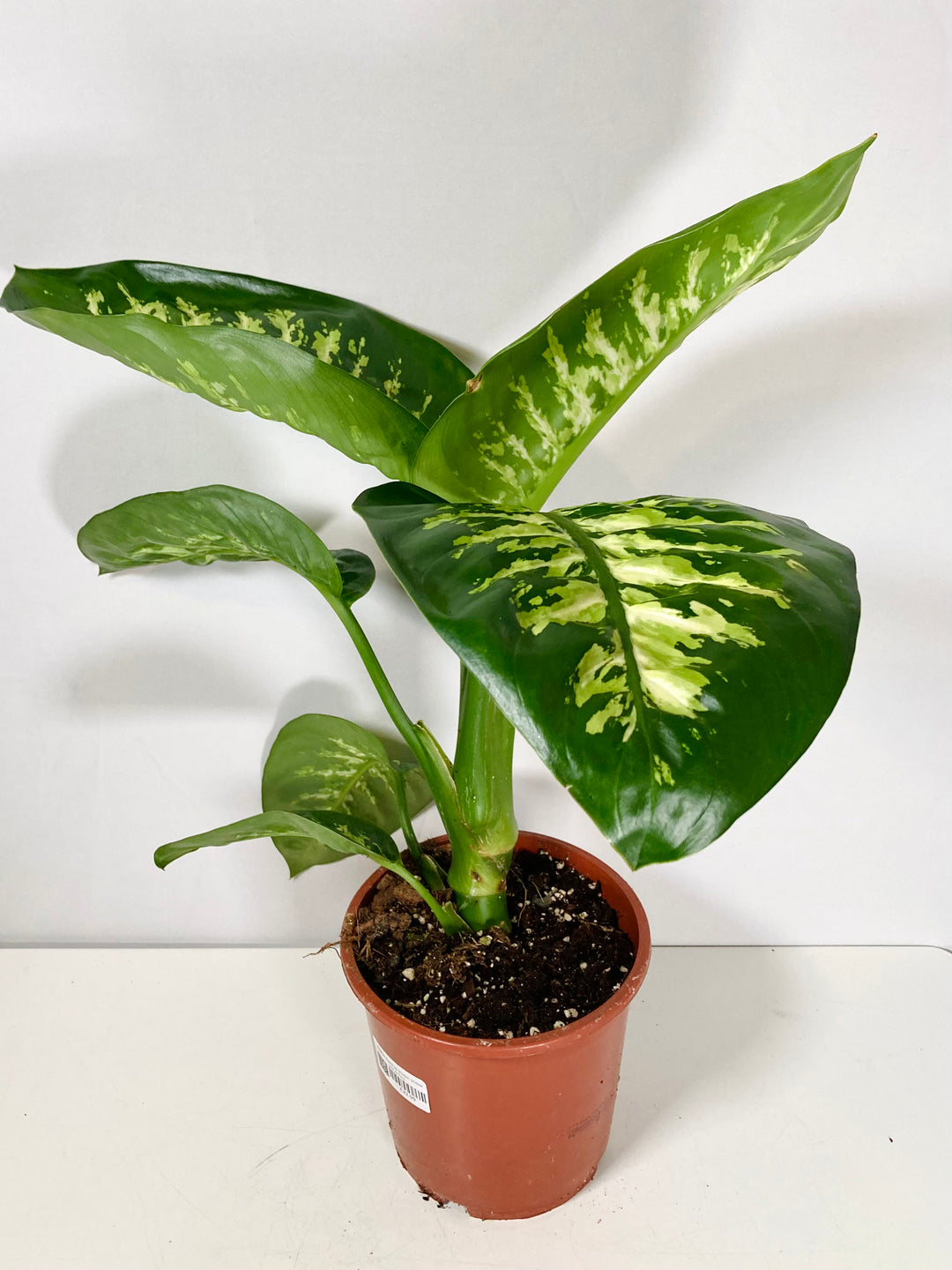 Dieffenbachia Tropic Snow