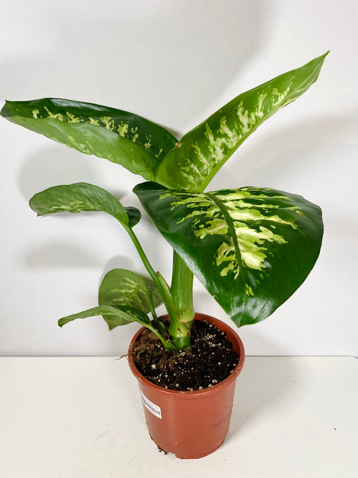 Dieffenbachia Tropic Snow