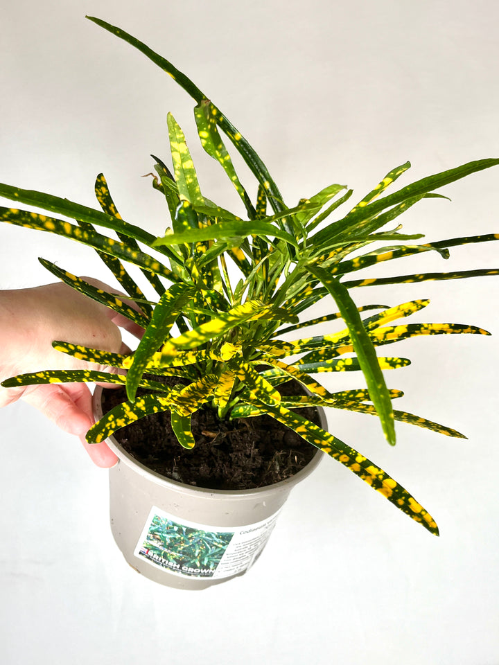 Codiaeum Pictum - Croton
