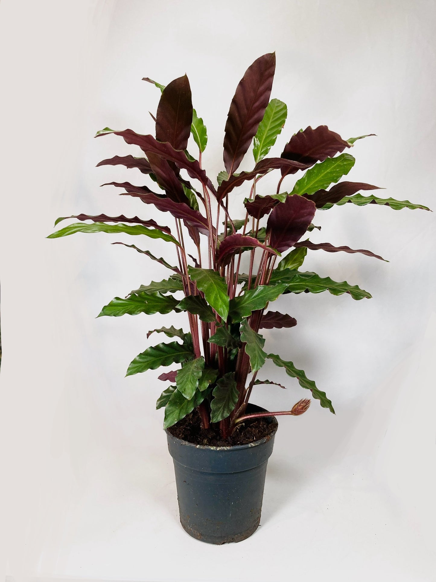 calathea rufibarba