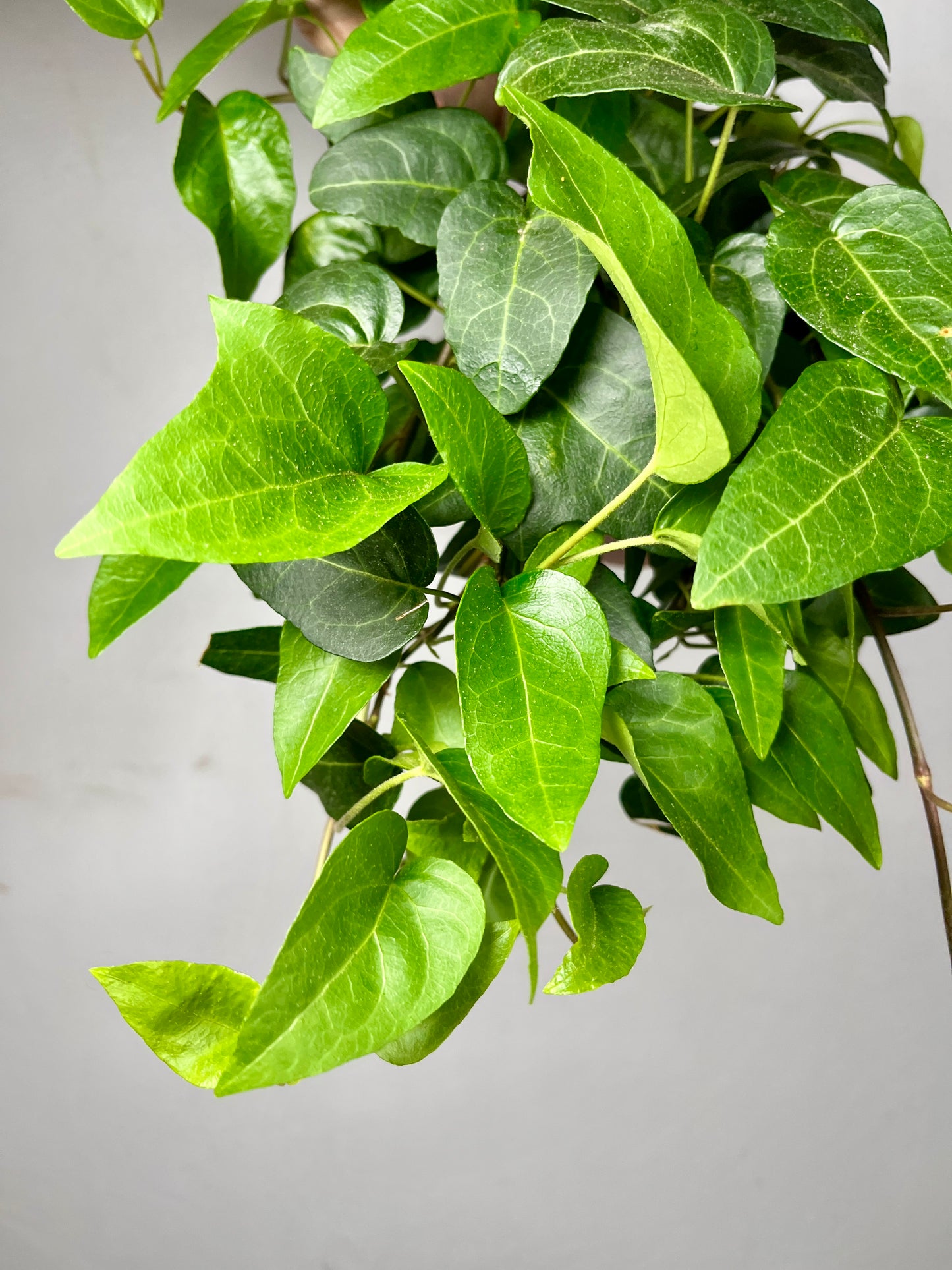 Hedera helix 'Lingsuta' – Trailing English Ivy